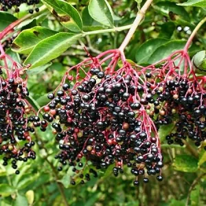 Set of 2 Black Elderberry Live Plants, 5-9 Inch Tall Perennial Fruit Bush, Dormant - Image 7
