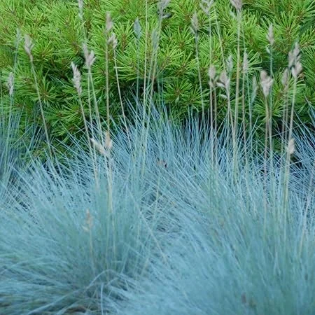 Set of 2 Blue Fescue Grass Live Plant 4-7″ Tall - Silvery Blue Ornamental Outdoor - Image 4