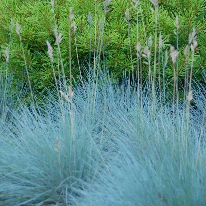 Set of 2 Blue Fescue Grass Live Plant 4-7″ Tall - Silvery Blue Ornamental Outdoor - Image 5