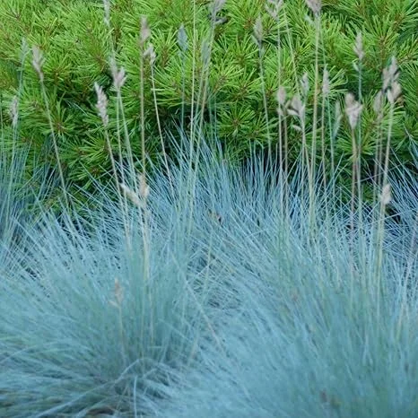 Set of 2 Blue Fescue Grass Live Plant 4-7″ Tall - Silvery Blue Ornamental Outdoor - Image 6