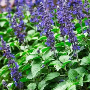 Set of 2 Blue Salvia Live Plants - 4-8 Inch Tall, Cold Hardy Blue Sage Flowers - Image 10