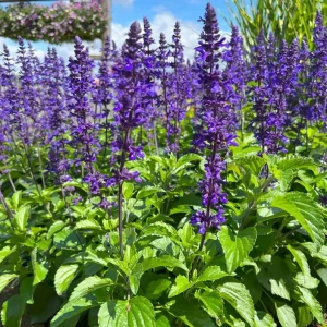 Set of 2 Blue Salvia Live Plants - 4-8 Inch Tall, Cold Hardy Blue Sage Flowers - Image 3