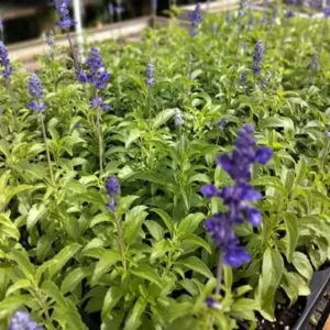 Set of 2 Blue Salvia Live Plants - 4-8 Inch Tall, Cold Hardy Blue Sage Flowers - Image 5