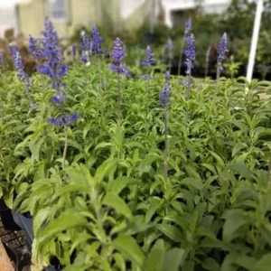 Set of 2 Blue Salvia Live Plants - 4-8 Inch Tall, Cold Hardy Blue Sage Flowers - Image 6