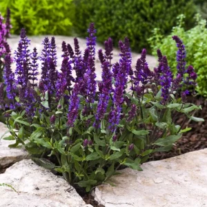Set of 2 Blue Salvia Live Plants - 4-8 Inch Tall, Cold Hardy Blue Sage Flowers - Image 8
