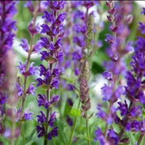 Set of 2 Blue Salvia Live Plants - 4-8 Inch Tall, Cold Hardy Blue Sage Flowers - Image 9