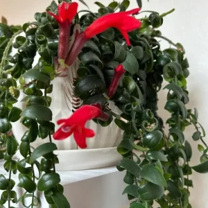 Set of 2 Curly Lipstick Vine Live Plants - Aeschynanthus Radicans, Red Flowers, 5-8 Inch Tall, Indoor - Image 1