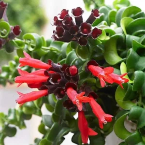 Set of 2 Curly Lipstick Vine Live Plants - Aeschynanthus Radicans, Red Flowers, 5-8 Inch Tall, Indoor - Image 10