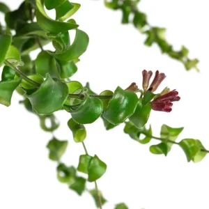 Set of 2 Curly Lipstick Vine Live Plants - Aeschynanthus Radicans, Red Flowers, 5-8 Inch Tall, Indoor - Image 2