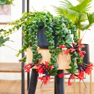 Set of 2 Curly Lipstick Vine Live Plants - Aeschynanthus Radicans, Red Flowers, 5-8 Inch Tall, Indoor - Image 6