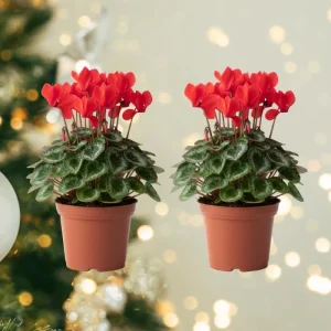 Set of 2 Cyclamen Live Plants, Red Blooming Houseplant, 4 Inch Pot - Image 1