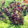 Set of 2 Elderberry Live Plant Cuttings, Black Elderberries, 8-12 Inch Tall, Outdoor - Image 1