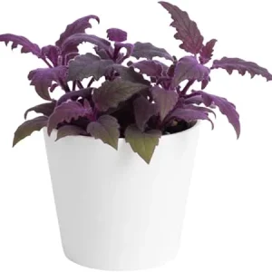 Set of 2 Gynura Purple Passion Live Plants, 4-8 Inch Tall, Potted Houseplant - Image 6