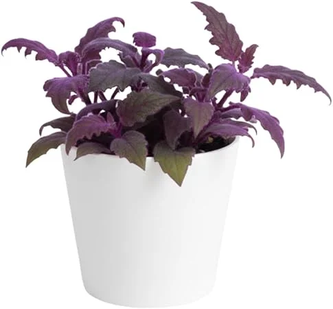 Set of 2 Gynura Purple Passion Live Plants, 4-8 Inch Tall, Potted Houseplant - Image 6