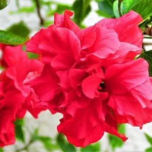 Set of 2 Hardy Double Red Hibiscus Plants Live - 3-5 inches Tall Outdoor Flower Bush - Image 5