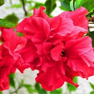 Set of 2 Hardy Double Red Hibiscus Plants Live - 3-5 inches Tall Outdoor Flower Bush - Image 6