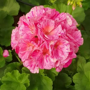 Set of 2 Hardy Geranium Live Plants - Pink Glitter Bicolor Flower, 5-8