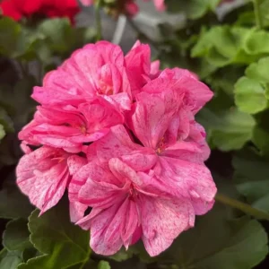 Set of 2 Hardy Geranium Live Plants - Pink Glitter Bicolor Flower, 5-8