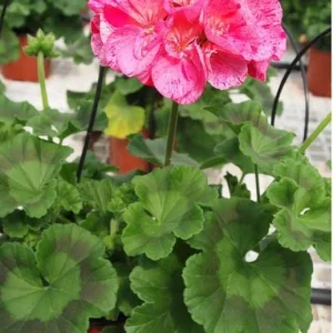 Set of 2 Hardy Geranium Live Plants - Pink Glitter Bicolor Flower, 5-8
