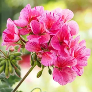 Set of 2 Hardy Geranium Live Plants - Pink Glitter Bicolor Flower, 5-8