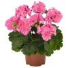 Set of 2 Hardy Geranium Live Plants - Pink Glitter Bicolor Flower, 5-8" Tall Outdoor - Image 1