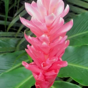 Set of 2 Hot Pink Ginger Live Plants, Fragrant Ornamental Gingers, 5-8
