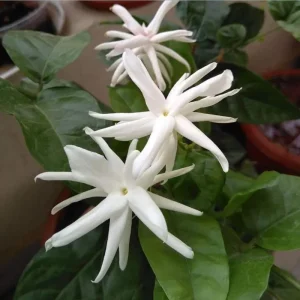 Set of 2 Jasmine Belle of India Live Plants - Jasminum Sambac Shrub, 5-8