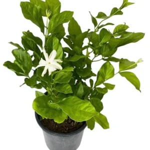 Set of 2 Jasmine Belle of India Live Plants - Jasminum Sambac Shrub, 5-8
