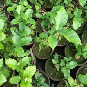 Set of 2 Jasmine Belle of India Live Plants - Jasminum Sambac Shrub, 5-8