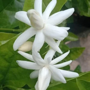 Set of 2 Jasmine Belle of India Live Plants - Jasminum Sambac Shrub, 5-8