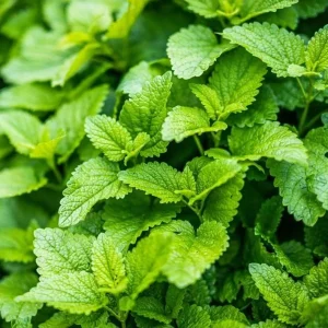 Set of 2 Lemon Balm Live Plants - Perennial Mint Herb, 4-6