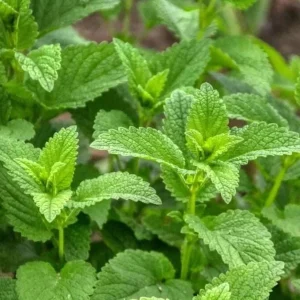Set of 2 Lemon Balm Live Plants - Perennial Mint Herb, 4-6