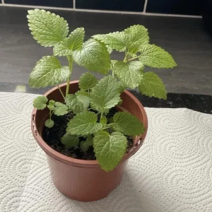 Set of 2 Lemon Balm Live Plants - Perennial Mint Herb, 4-6