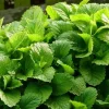 Set of 2 Lemon Balm Live Plants - Perennial Mint Herb, 4-6" Tall Seedlings, Lemon Scented, Outdoor - Image 1