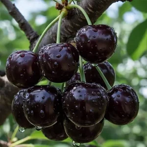 Set of 2 Live Black Cherry Trees – Sweet Cherry Bare Root Plants, Cold Hardy, 12-15 Inches Tall, Outdoor - Image 6