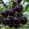 Set of 2 Live Black Cherry Trees – Sweet Cherry Bare Root Plants, Cold Hardy, 12-15 Inches Tall, Outdoor - Image 1