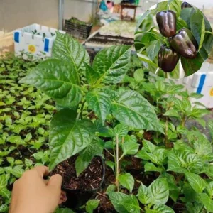 Set of 2 Live Chocolate Cherry Sweet Pepper Plants, 90 Days Old, Rich Flavor - Image 2