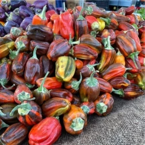 Set of 2 Live Chocolate Cherry Sweet Pepper Plants, 90 Days Old, Rich Flavor - Image 4