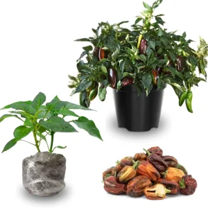 Set of 2 Live Chocolate Cherry Sweet Pepper Plants, 90 Days Old, Rich Flavor - Image 6