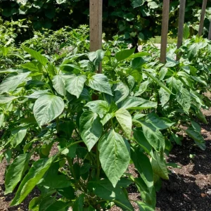 Set of 2 Live Chocolate Cherry Sweet Pepper Plants, 90 Days Old, Rich Flavor - Image 7