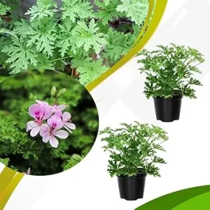 Set of 2 Live Citronella Plants – 4 Inch Pots – Indoor/Outdoor Herb - Image 4
