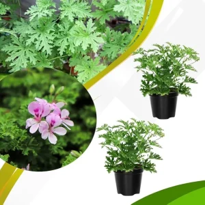 Set of 2 Live Citronella Plants – 4 Inch Pots – Indoor/Outdoor Herb - Image 7
