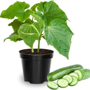 Set of 2 Live Green Cucumber Plants, 3-5 Inches Tall, 4 Inch Pot, Outdoor Starter Plants - Image 2