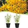 Set of 2 Live Milkweed Plants, Asclepias Tuberosa, 5-8 Inch Tall, Yellow - Image 1