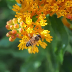 Set of 2 Live Milkweed Plants, Asclepias Tuberosa, 5-8 Inch Tall, Yellow - Image 6