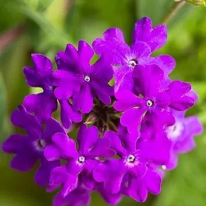 Set of 2 Live Purple Verbena Plants, Hardy Flowers, 4-8 Inches Tall, Outdoor - Image 4