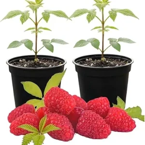 Set of 2 Live Red Raspberry Plants - Sweet Berry Shrubs, 3 Inch Pot, Full Sun - Image 2