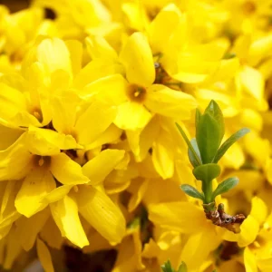 Set of 2 Lynwood Forsythia Live Plants – Bare Root, 1-2 ft Tall, Hardy Flowering Shrubs, Outdoor - Image 3