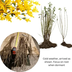 Set of 2 Lynwood Forsythia Live Plants – Bare Root, 1-2 ft Tall, Hardy Flowering Shrubs, Outdoor - Image 4