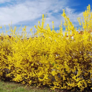 Set of 2 Lynwood Forsythia Live Plants – Bare Root, 1-2 ft Tall, Hardy Flowering Shrubs, Outdoor - Image 5